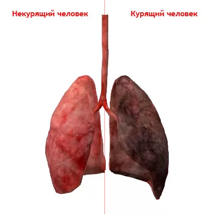 lungs.jpg